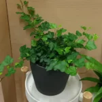 HEDERA POTTED (ASSORTED POT)