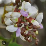 PONGAMIA - HEIGHT 3.5 - Image 2