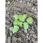 LONG BEANS- SMALL PLANT