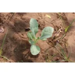 CABBAGE SMALL PLANT