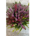 CALLUNA