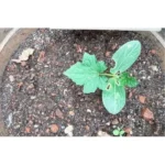 RIDGE GOURD SMALL PLANT