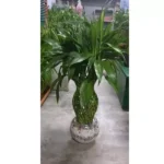 BRAIDED BAMBOO POTTED