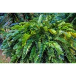 ZAMIA FURFURACEA- HEIGHT 40-50 CM - Image 3