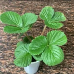 STRAWBERRY PLANT