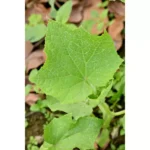 CUCUMBER SMALL PLANT