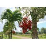 VEITCHIA MERRILLII- OVERALL HEIGHT 2.0M