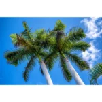 ROYSTONEA REGIA (ROYAL PALM) - OVERALL HEIGHT 3.0M