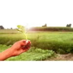 CAULIFLOWER SMALL PLANT