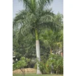 ROYSTONEA REGIA (ROYAL PALM) - OVERALL HEIGHT 3.0M - Image 2