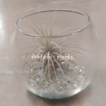 AIR PLANT