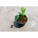 CAPSICUM SMALL PLANT