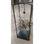 AIR PLANT