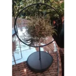 AIR PLANT