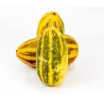 YELLOW INDIAN CUCUMBER(VELLARIKKA) SMALL PLANT - Image 2