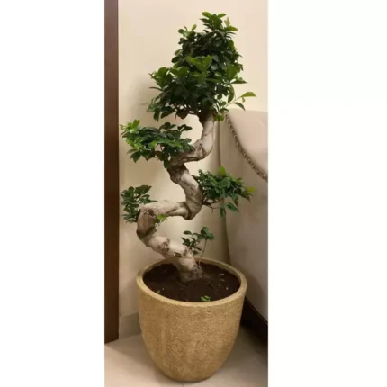 S Shaped Bonsai With Assorted Pot