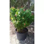 Jatropha = 100 CM Height and 90 CM Spread