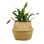 SNAKE PLANT COVERED IN JUTE POT