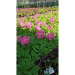 PETUNIA PINK 10 PCS - Image 2