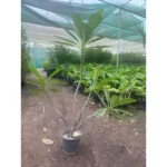 PLUMERIA WHITE - HEIGHT 100 CM