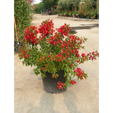 Bougainvillea Tomato Red