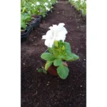 PETUNIA WHITE 10 PCS