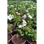 PETUNIA WHITE 10 PCS - Image 2