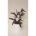 SETCREASEA PLANTS IN CERAMIC POT - Image 2