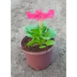 PETUNIA RED 10 PCS
