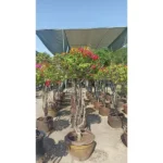 BOUGAINVILLEA UMBRELLA SHAPED- HEIGHT 170 CM