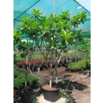 PLUMERIA - 2 MTR HEIGHT AND 2 MTR TOPIARY -WHITE FLOWERS - Image 2