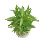 BAMBOO IN ROUND GLASS- TOTAL HEIGHT 35 CM - Image 2