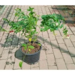 Quiscalis Indica Rangoon Creeper