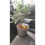 OLIVE IN CERAMIC POT