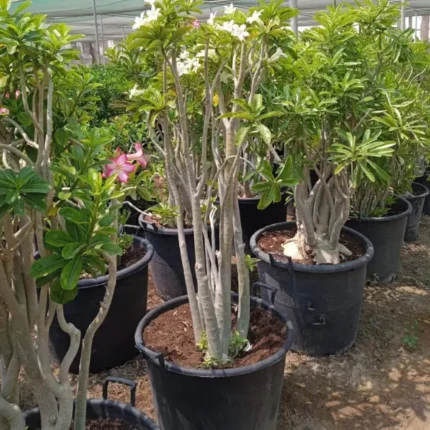 Adenium White Big