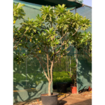 PLUMERIA - 2 MTR HEIGHT AND 2 MTR TOPIARY -WHITE FLOWERS