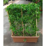 EHRETIA WALL SHAPE - Image 2