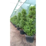 FICUS DIVERSIFOLIA - 1.5 MTR OVER ALL HEIGHT