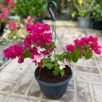 Buy Bougainvillea Hanging Plants Online Qatar