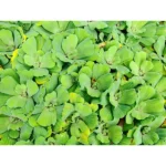 WATER LETTUCE - Image 2