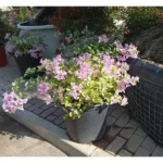 Bougainvillea Pink Online