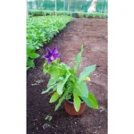 PETUNIA BLUE 10 PCS