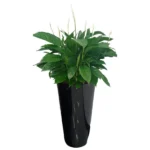 SPATHYPHYLLUM POTTED IN FIBER PLANTER BLACK- TOTAL HEIGHT 100 CM (BEST FOR BRIGHT LIGHT CORNERS)