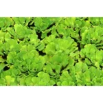 WATER LETTUCE - Image 3