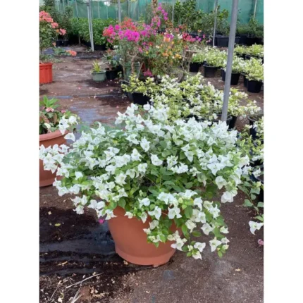 Bougainvillea White