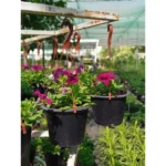 PETUNIA HANGING - Image 2