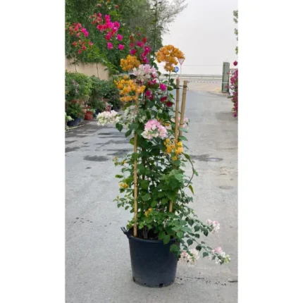 Bougainvillea Mixed Colours