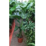 BIRD OF PARADISE (STERILIZIA)- HEIGHT 120 CM