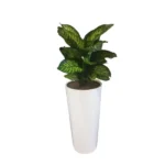 DIEPHENBECHIA POTTED IN FIBRE PLANTER- TOTAL HEIGHT 110 CM