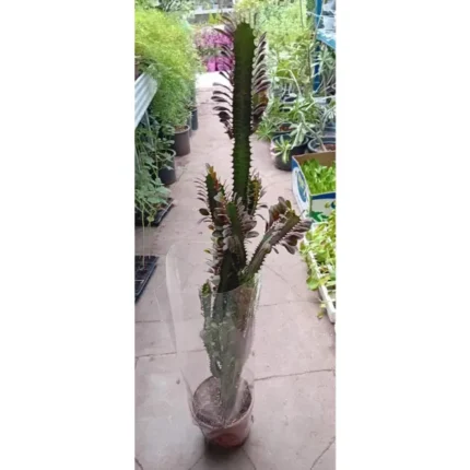 Cactus Height 80 cm